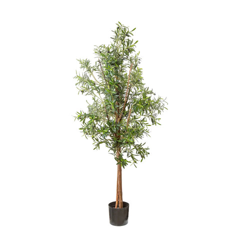 OLIVE TREE 1.7M