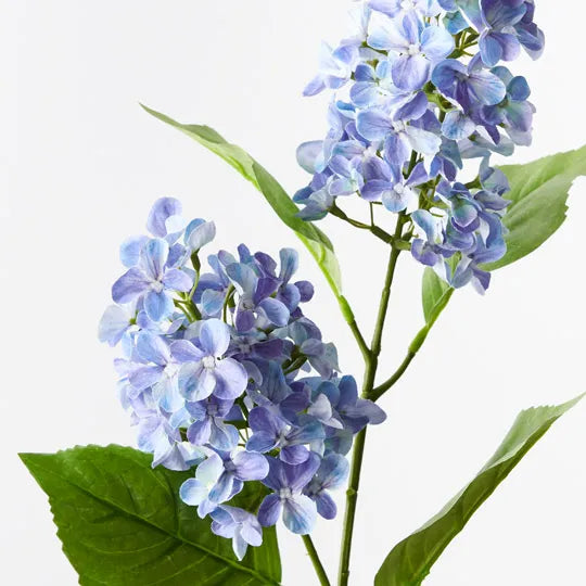 Hydrangea Cone Spra