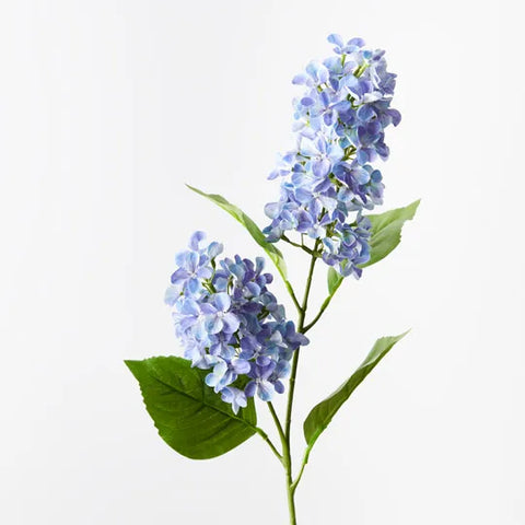 Hydrangea Cone Spra