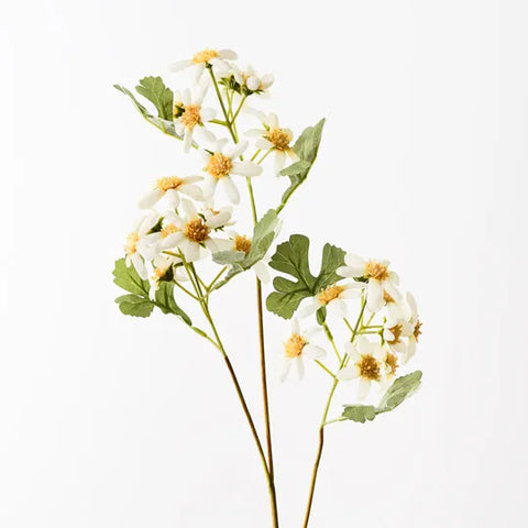 Daisy Wild Spray
