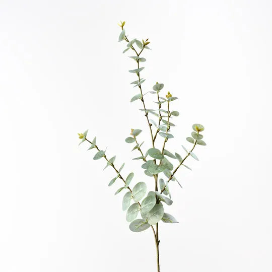 Eucalyptus Spray