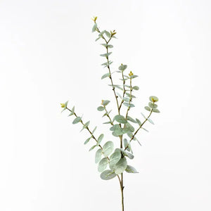 Eucalyptus Spray