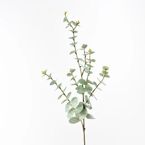 Eucalyptus Spray