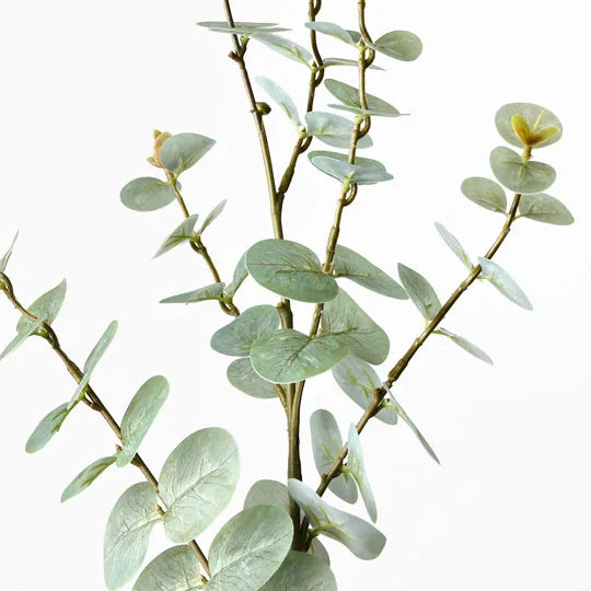 Eucalyptus Spray