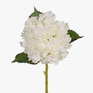 Hydrangea