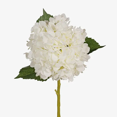 Hydrangea
