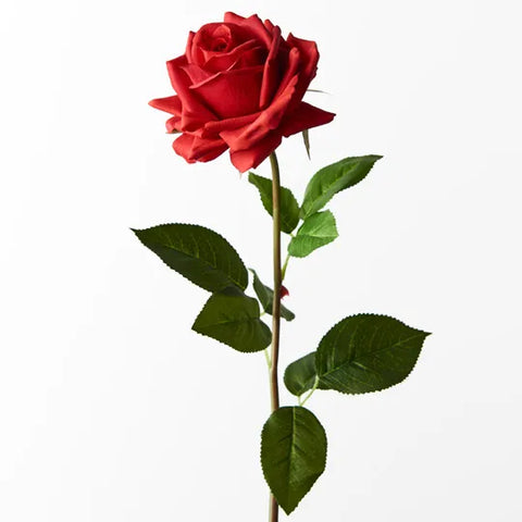 Rose Hannah