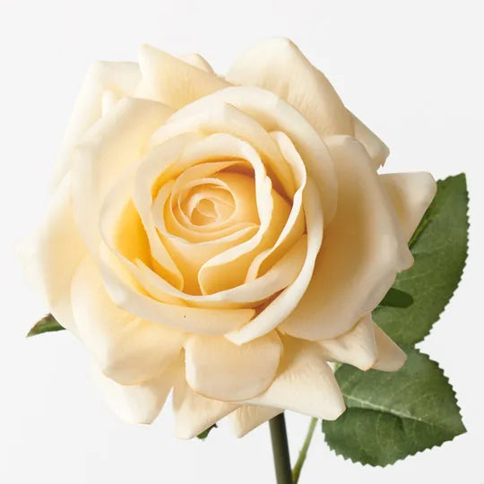 Rose Hannah