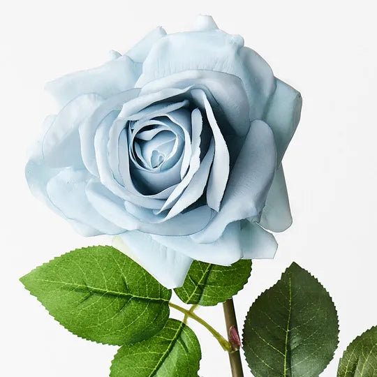 Rose Hannah