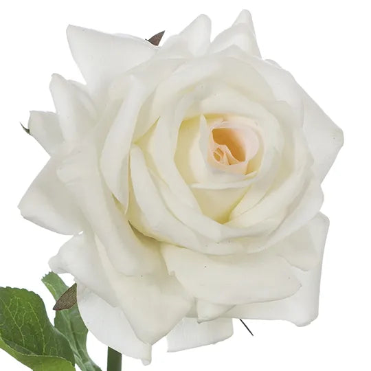 Rose Hannah