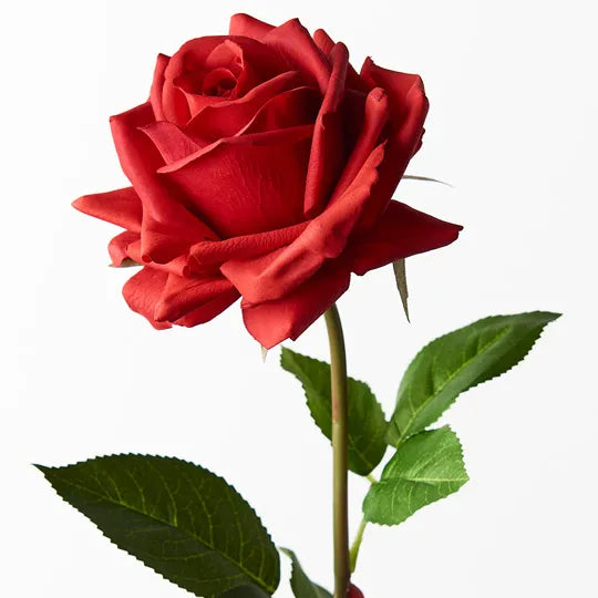Rose Hannah