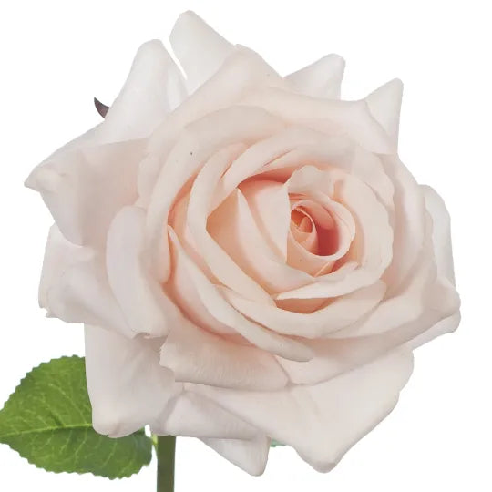 Rose Hannah