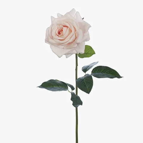 Rose Hannah