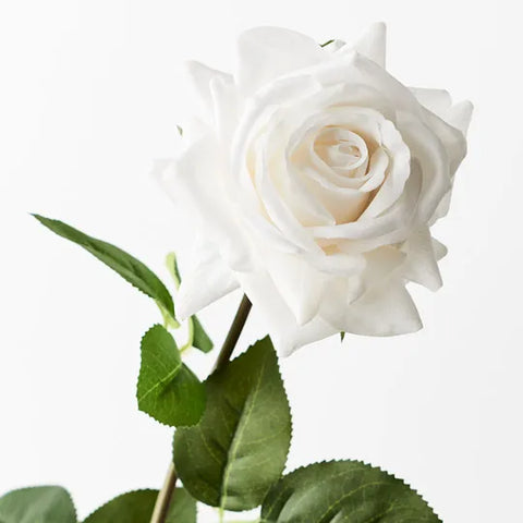Rose Hannah