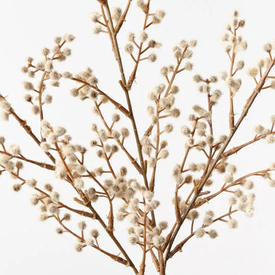Wattle Spray