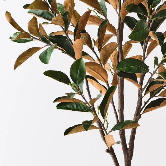 Magnolia Tree