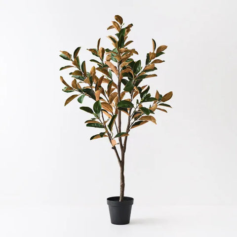 Magnolia Tree