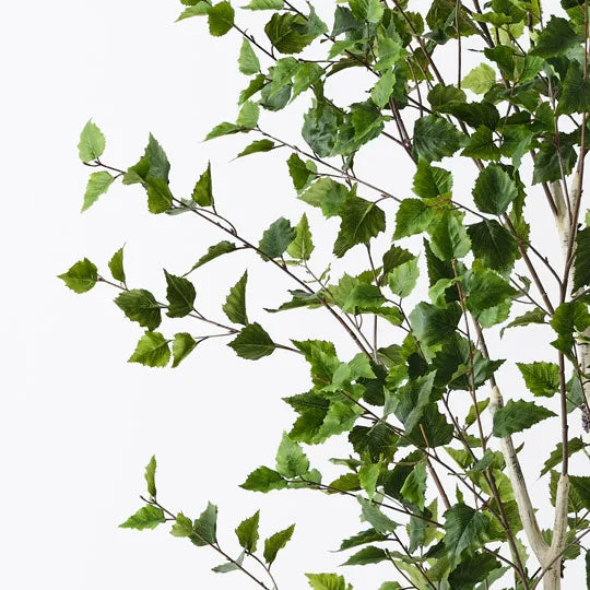 Birch Tree