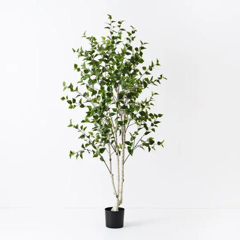 Birch Tree