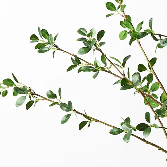 Ficus Tree
