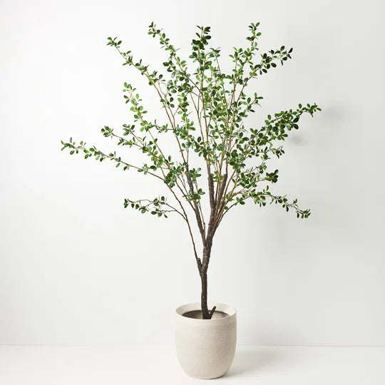 Ficus Tree