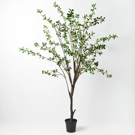 Ficus Tree