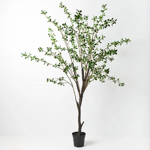 Ficus Tree