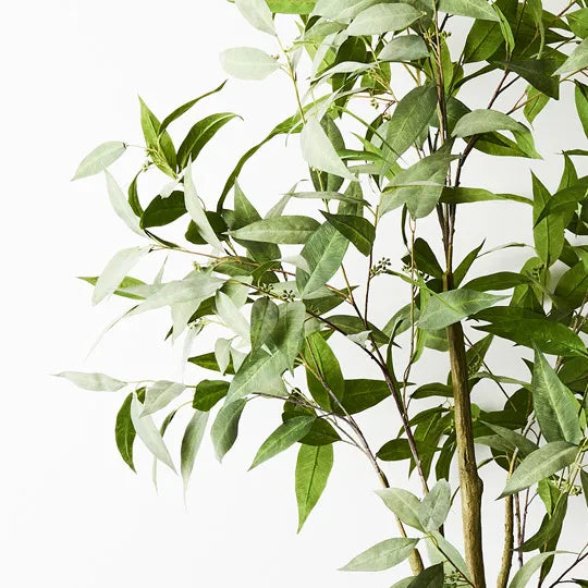 Eucalyptus Tree