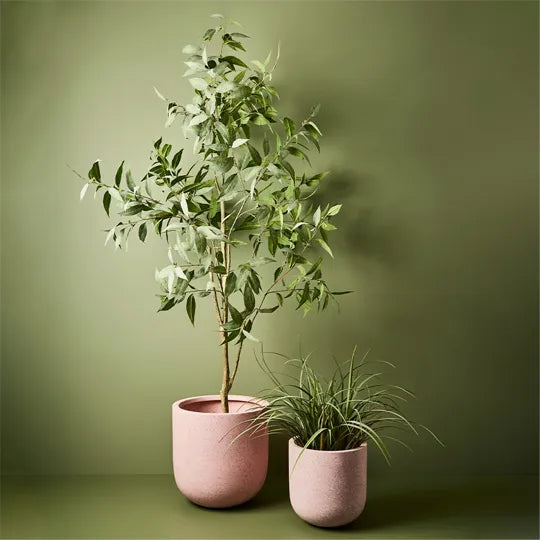 Eucalyptus Tree