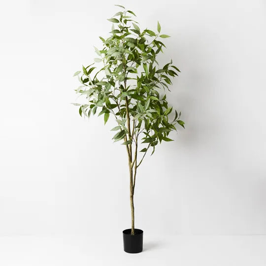 Eucalyptus Tree