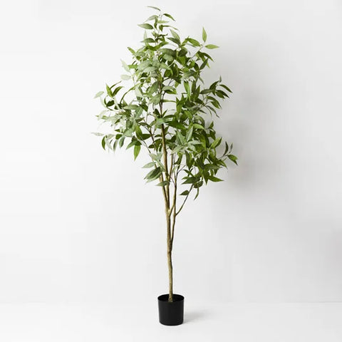 Eucalyptus Tree
