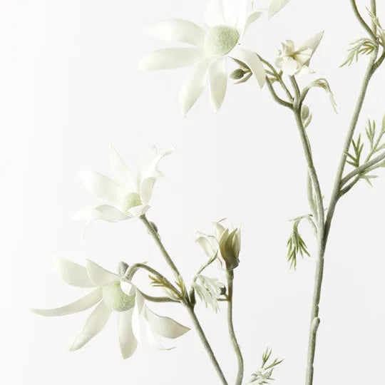 Flannel Flower Spray