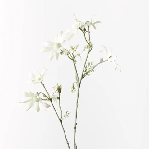 Flannel Flower Spray